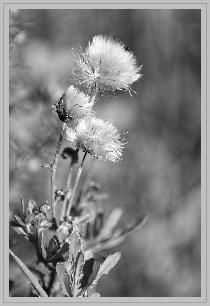 Distel Samenstand