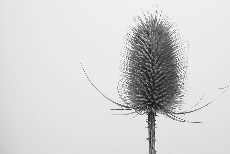 Distel