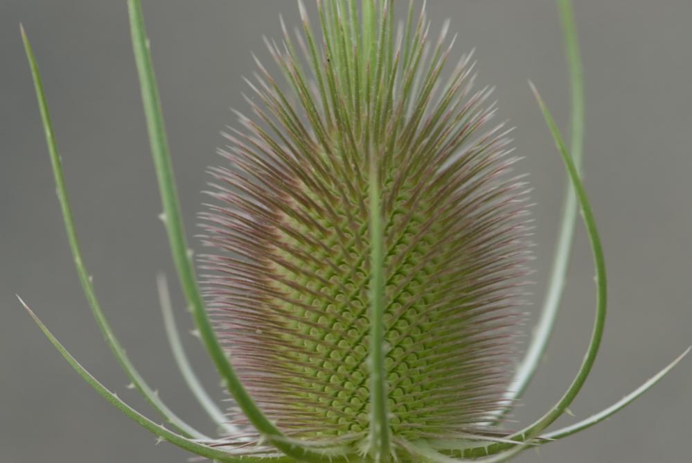 Distel