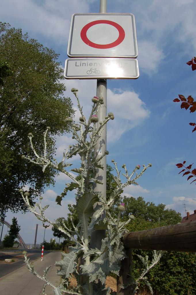 Distel01