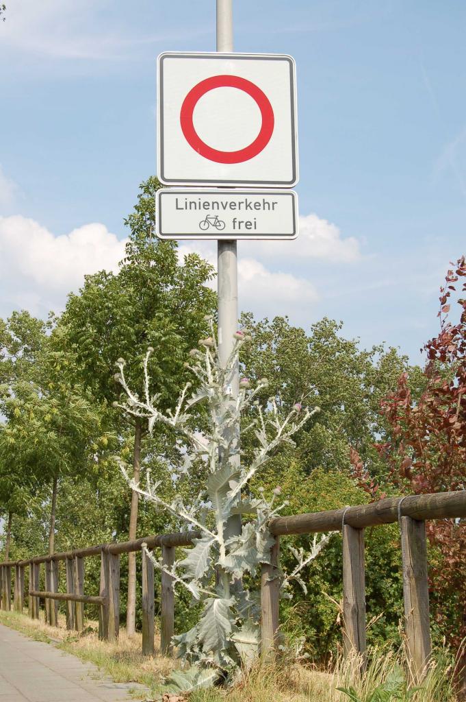 Distel02
