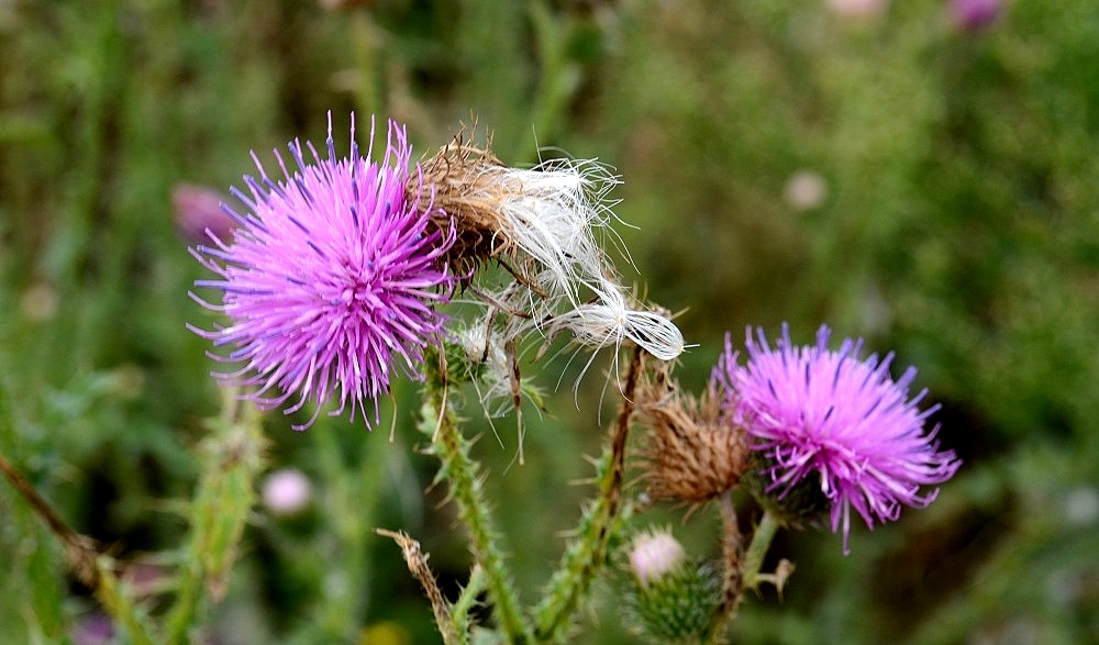 Distel05