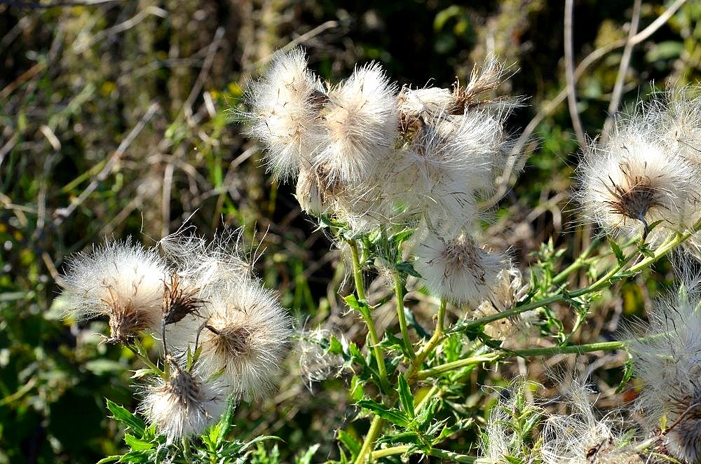 Distel06