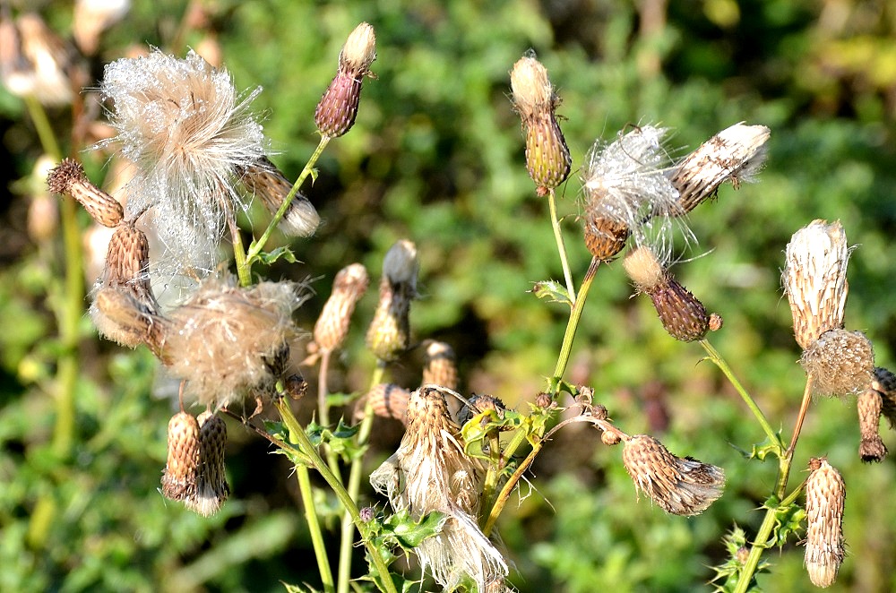 Distel07