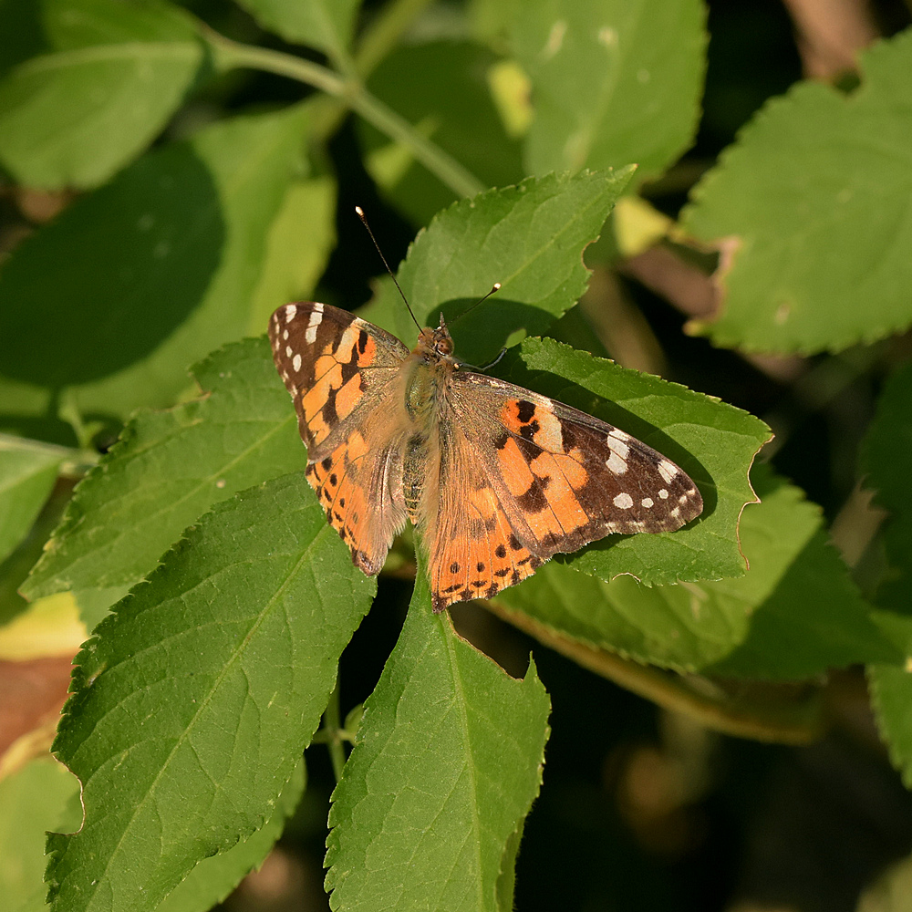 Distelfalter
