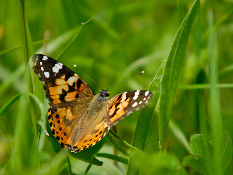 Distelfalter
