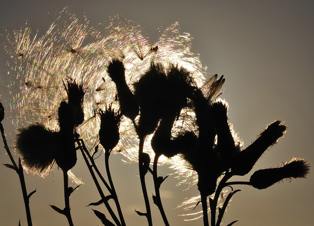 Disteln web
