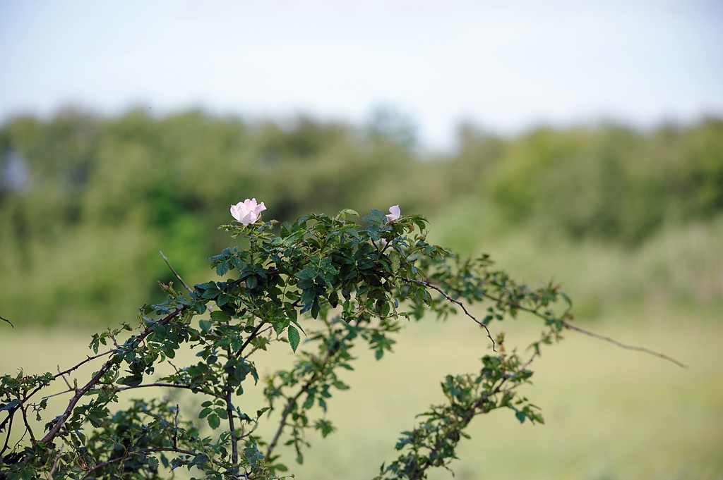 DOF 1