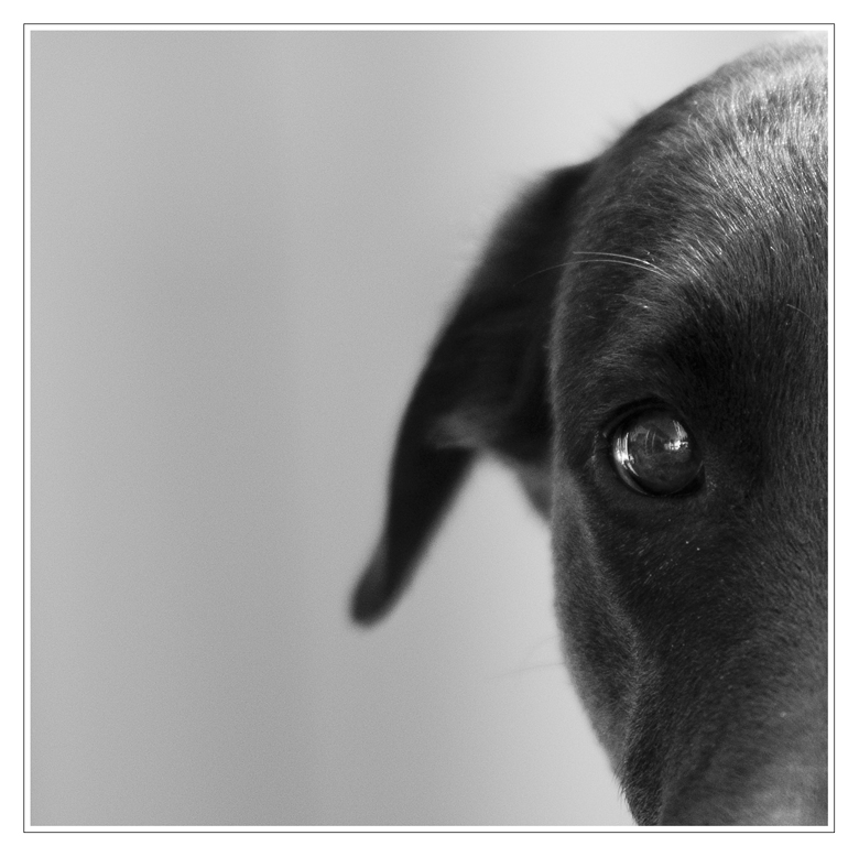 DOF Lupa sw
