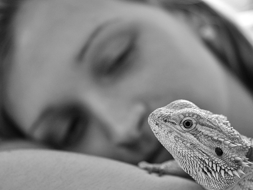 DOF Tierliebe