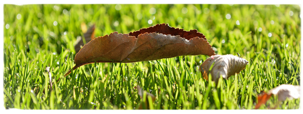 DOF: Wiese trägt Blatt