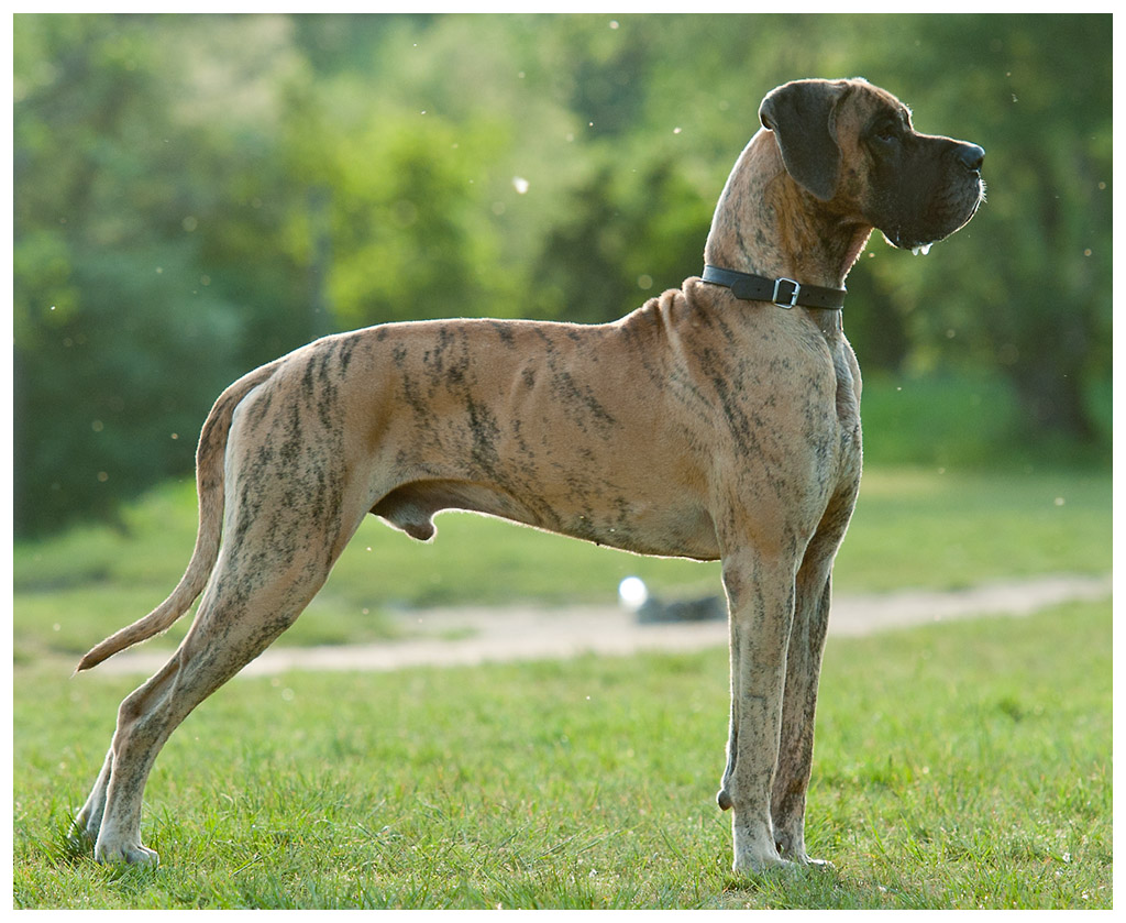 Dogge im Gegenlicht