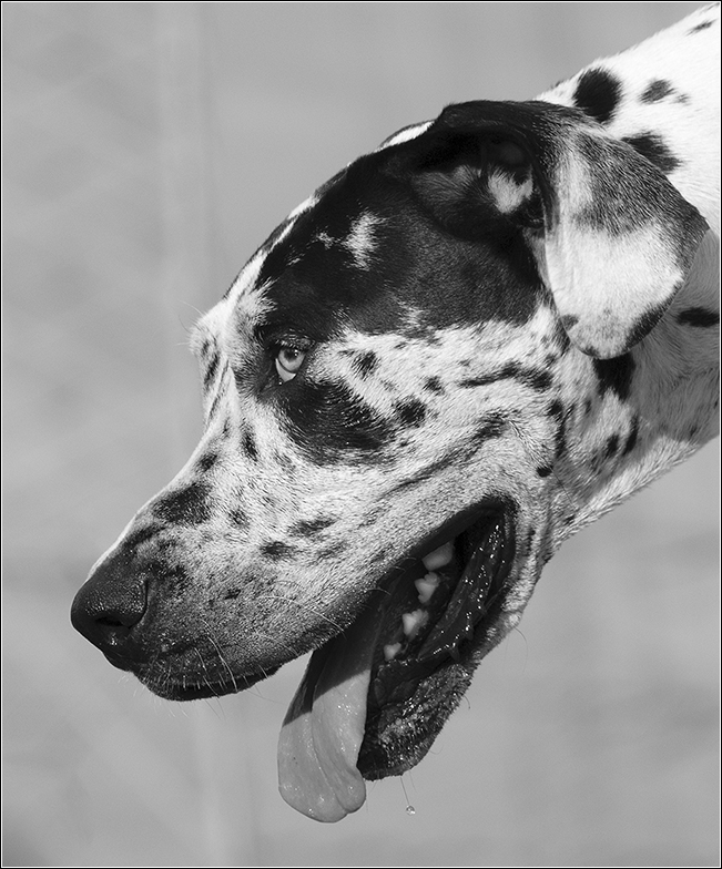 Dogge sw