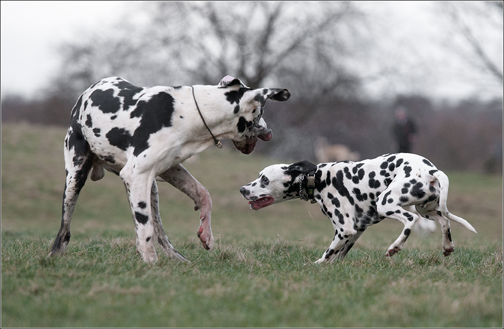 Dogge und Dalmatiner 2