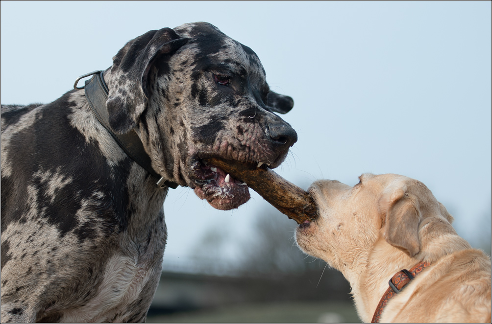 dogge und sina