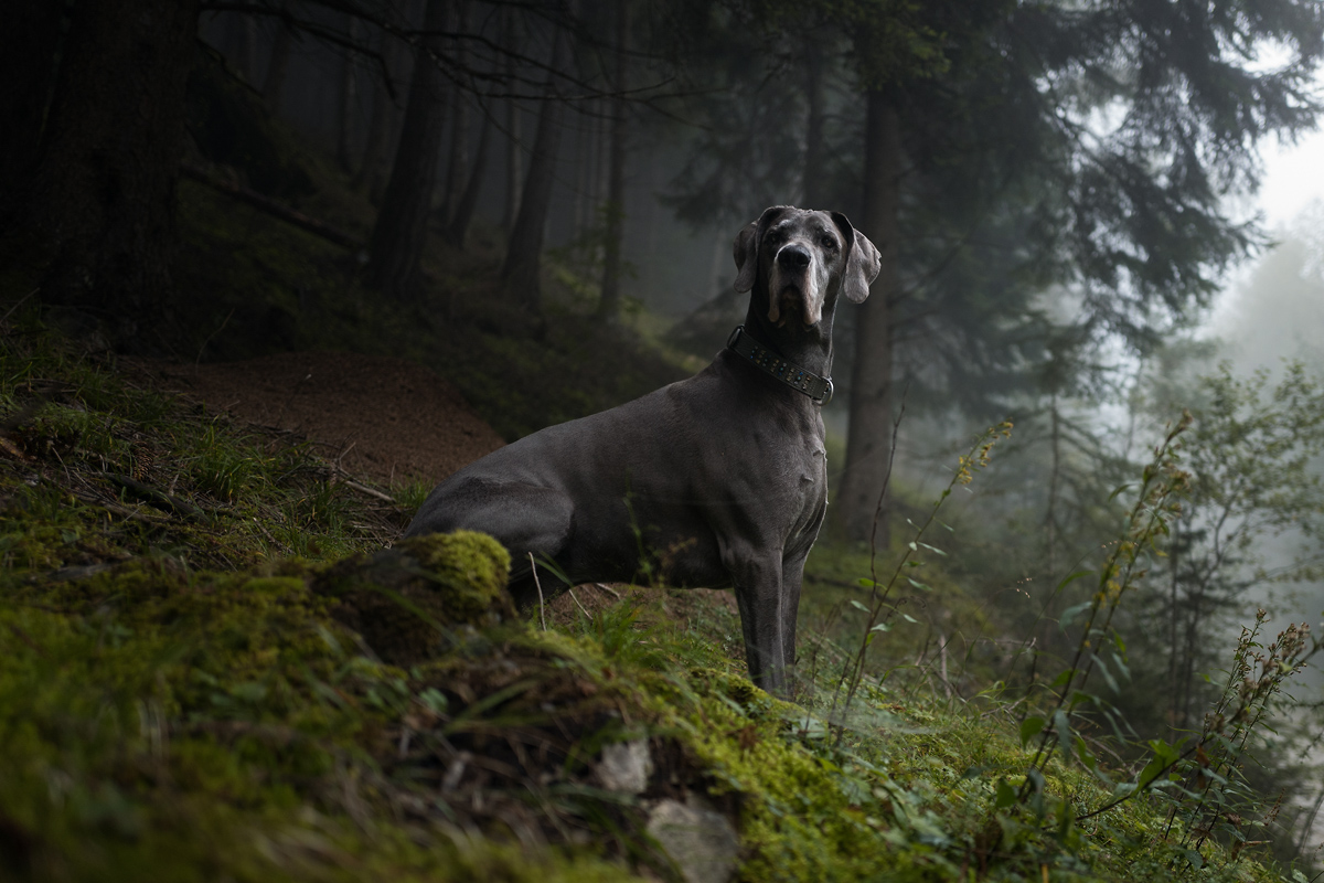 Dogge