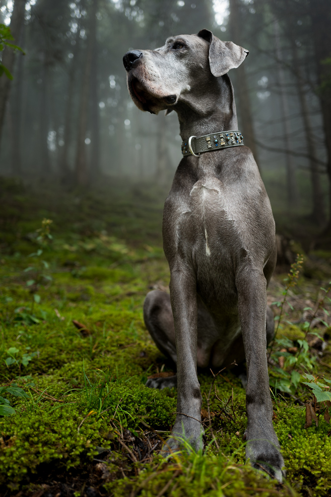 Doggele