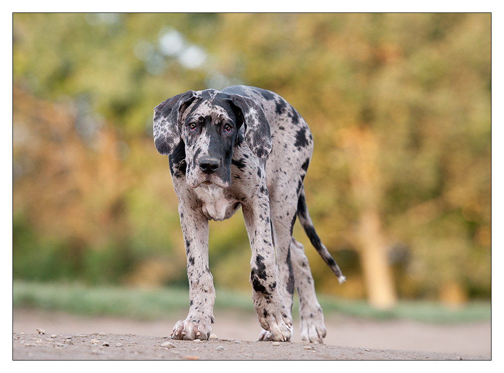 Doggenbaby