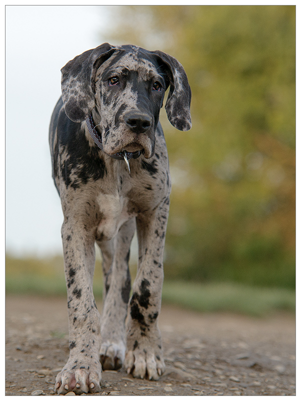doggenbaby2