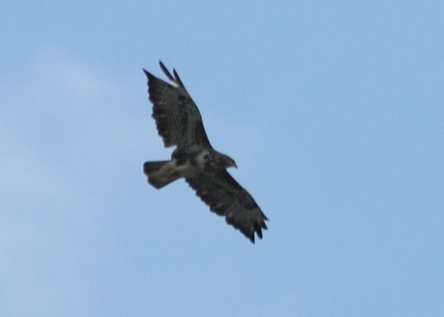 Dohna 20090607 151659