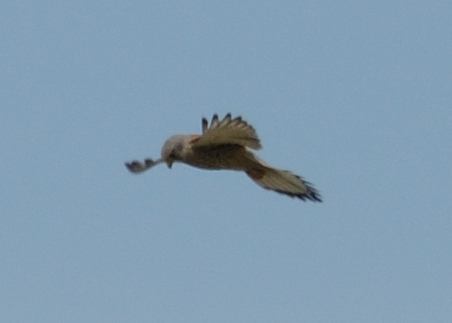 Dohna 20090607 153738