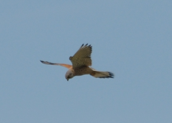 Dohna 20090607 153739