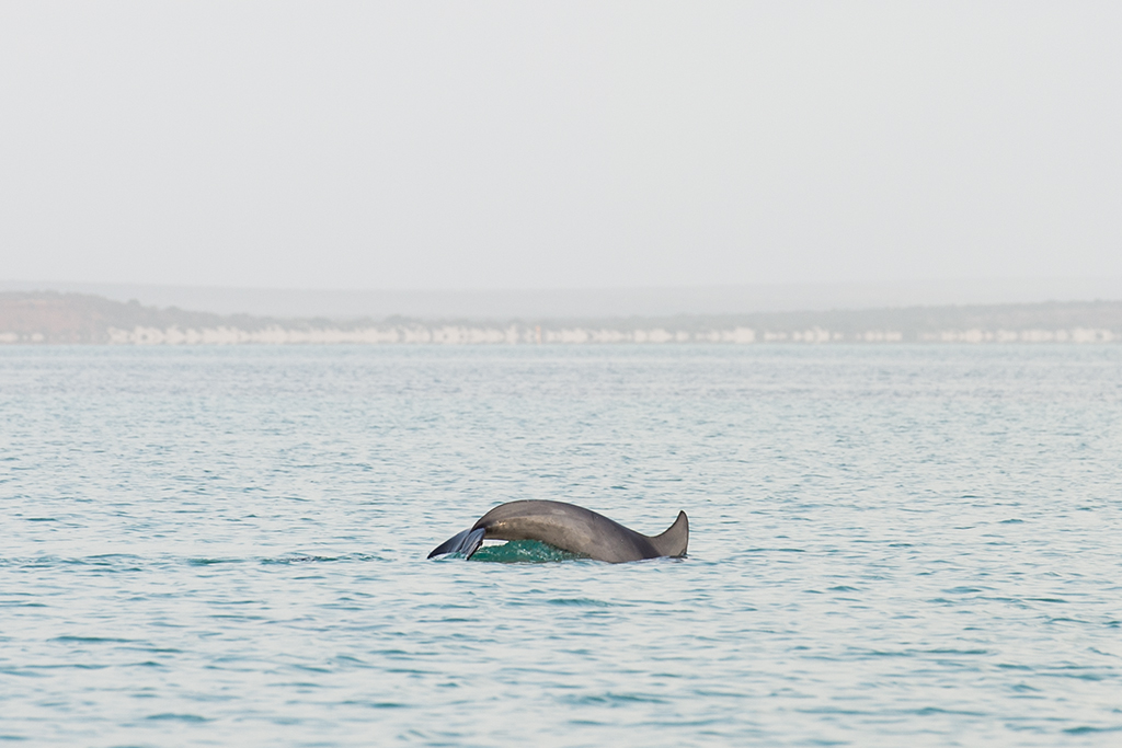 dolphin1