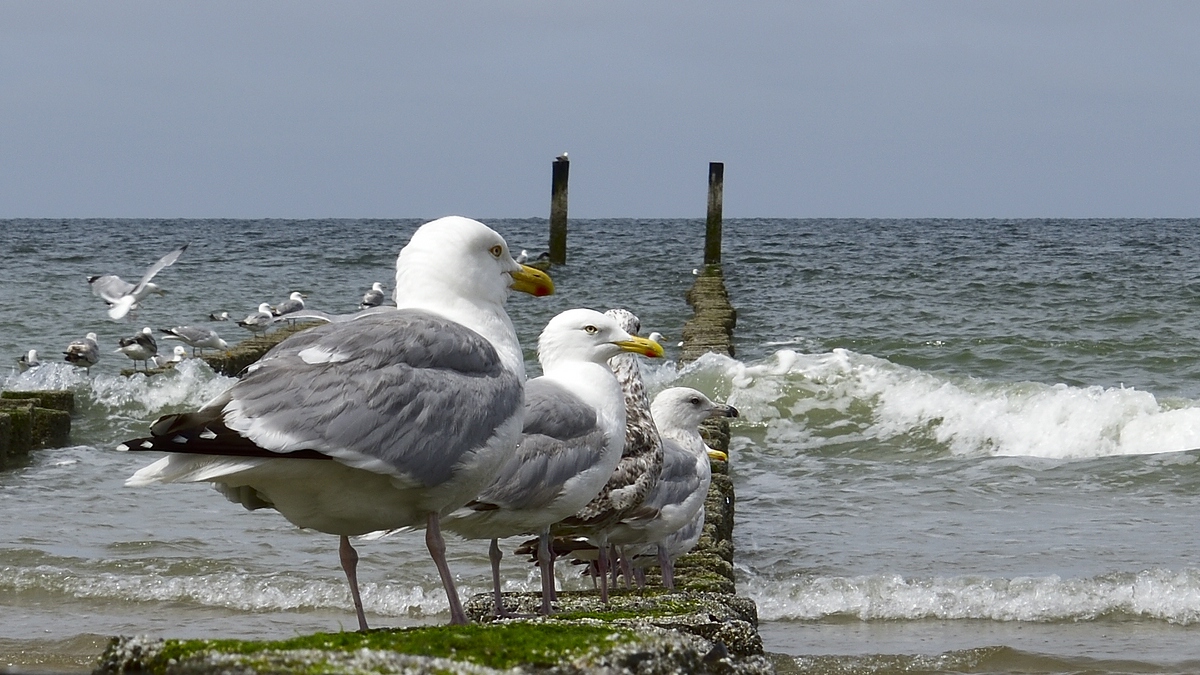 Domburg  DSC0265 00084