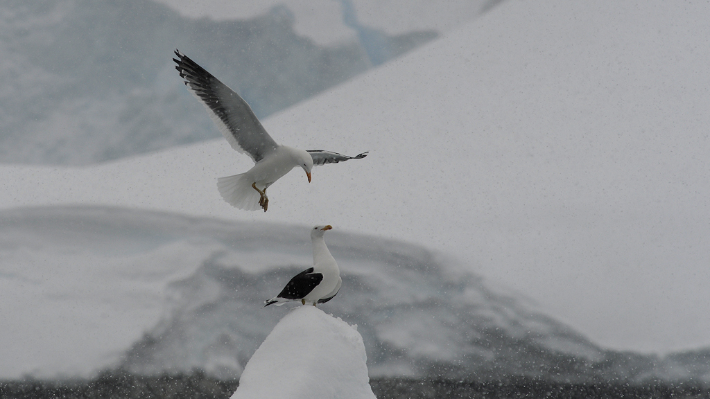 Dominikanermöwen (Kelp Gull), Charlotte Bay
6932