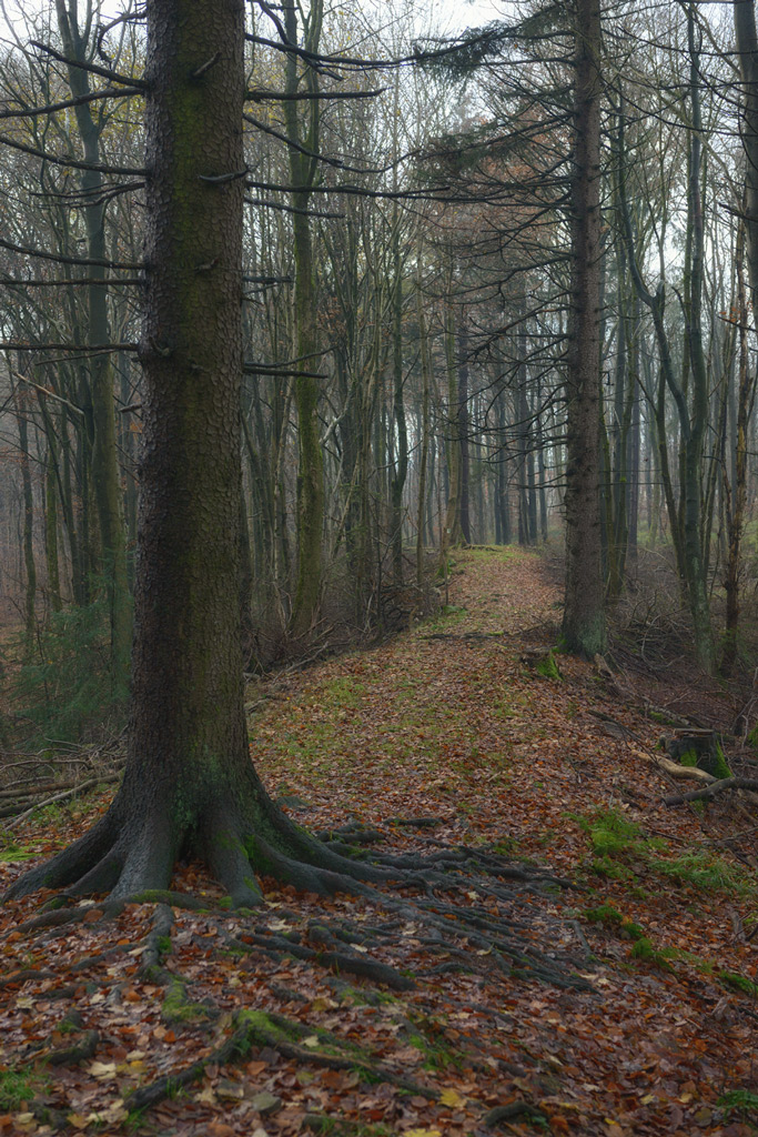 Donnersberg, Keltenweg