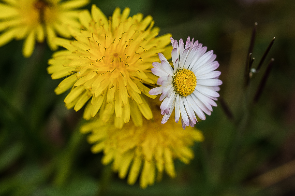 Doppelblüte.jpg