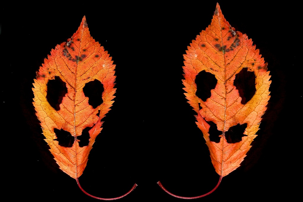 Doppelblatt