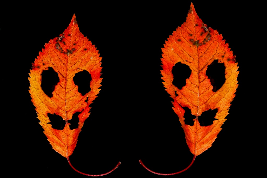 Doppelblatt