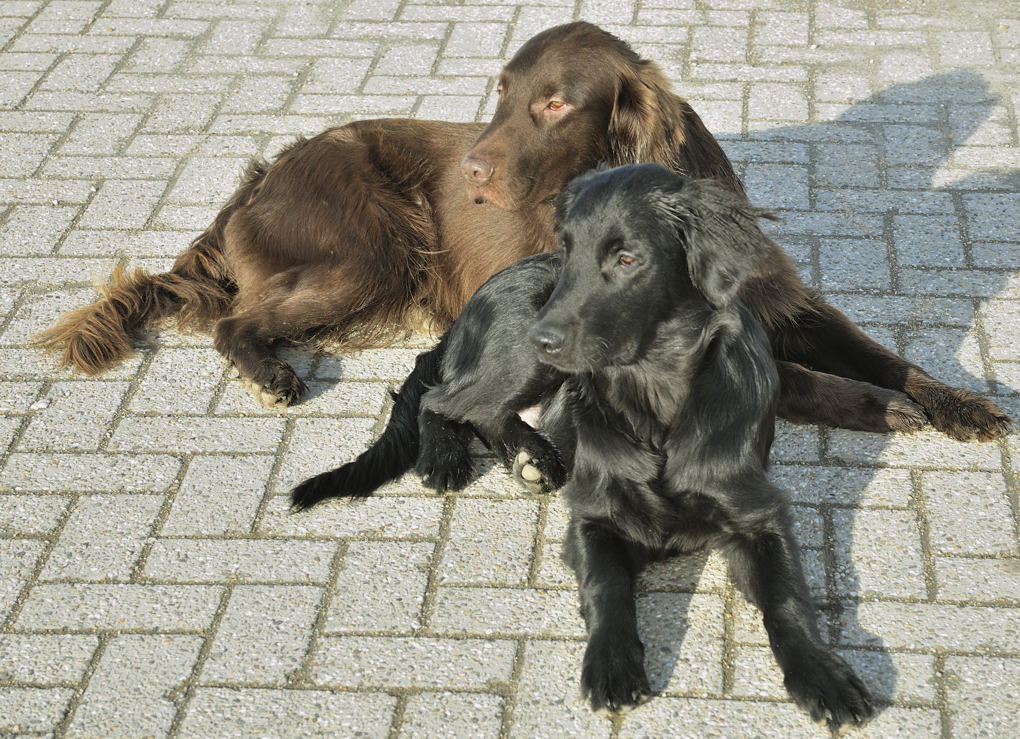 doppelhund
