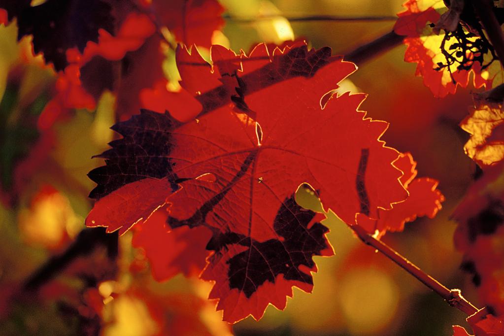 Dornfelder Blatt 2003 1024x683