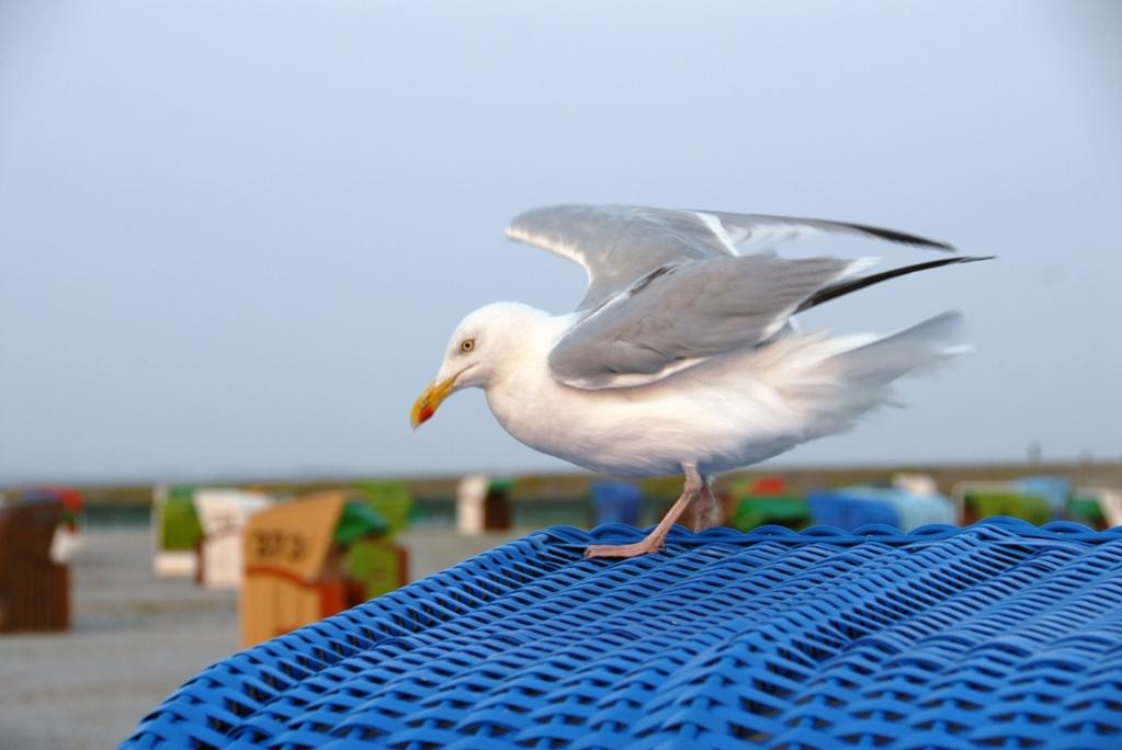 DornumMöwe
