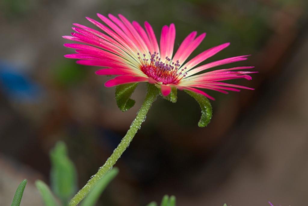 Dorotheanthus bellidiformis