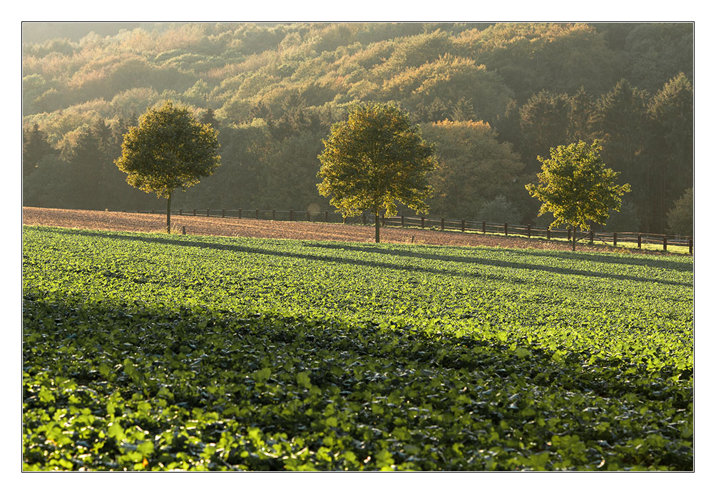 Dortmunder Herbst 2