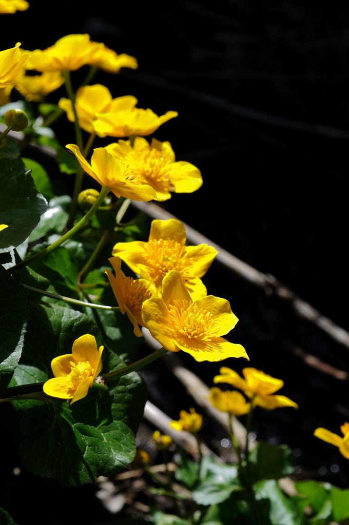 dotterblume 05
