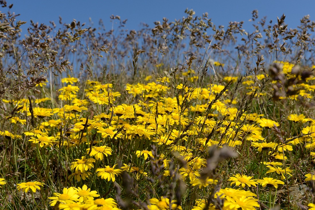 Dotterblumen Georgien