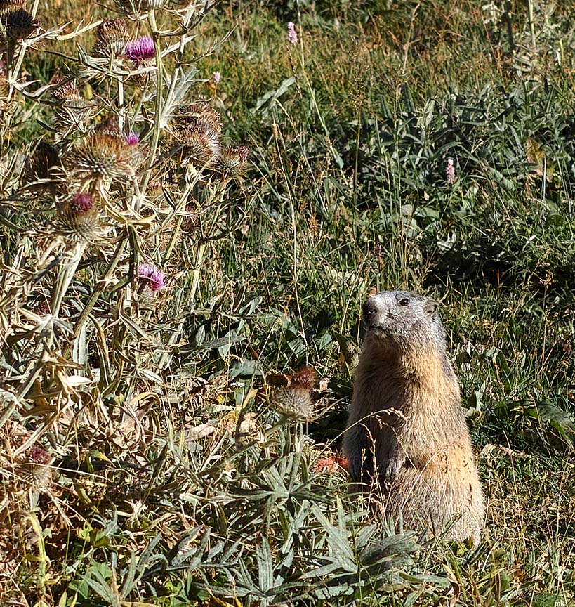 DP3M0363
