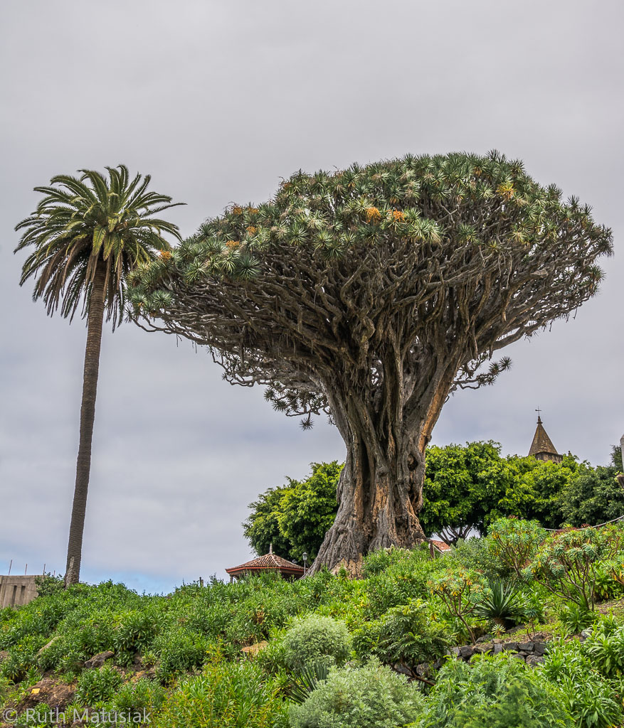 Drachenbaum in Icod de los Vinos