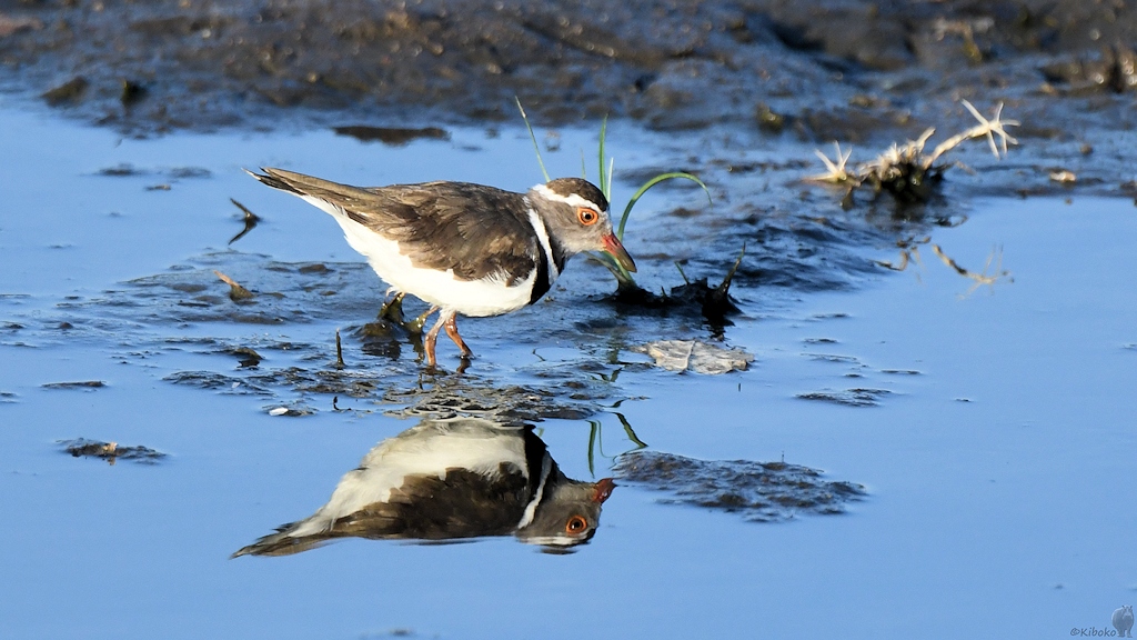 Dreibandregenpfeifer (Three-banded plover)
Ruaha Nationalpark

s490 Ruaha Three banded Plover 3466