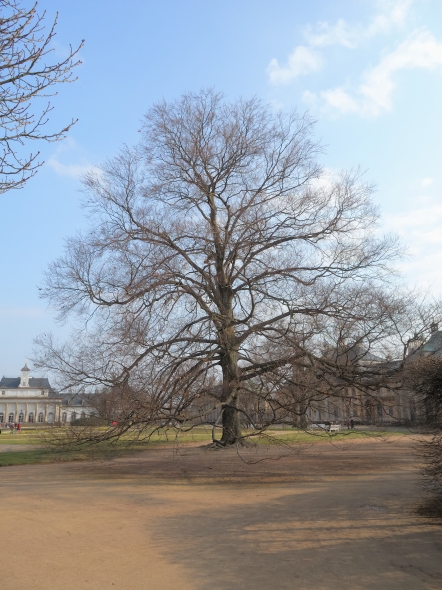 Dresden 19