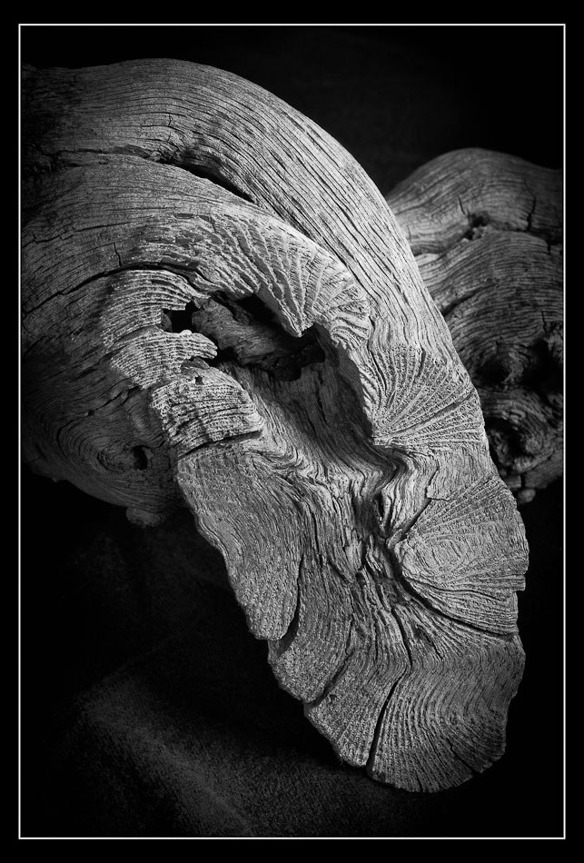 driftwood bw