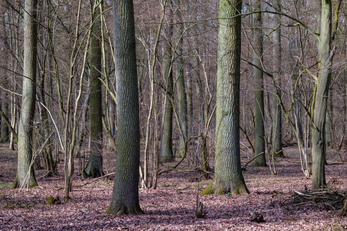 Droher Holz.jpg