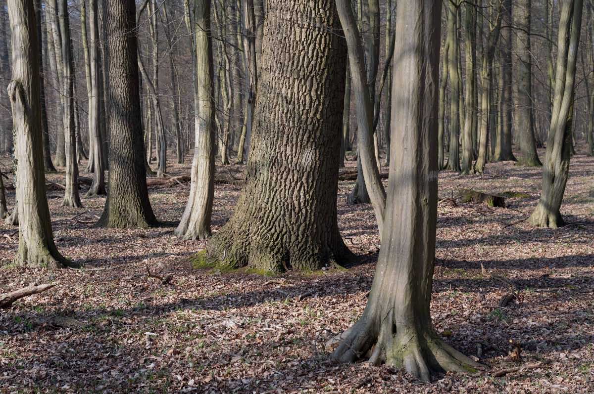 Droher Holz.jpg