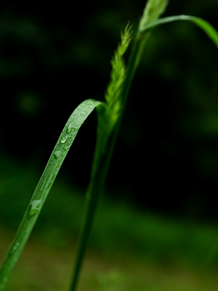 drops