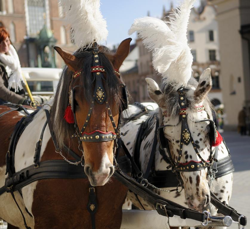 Droschkenpferde in Krakau