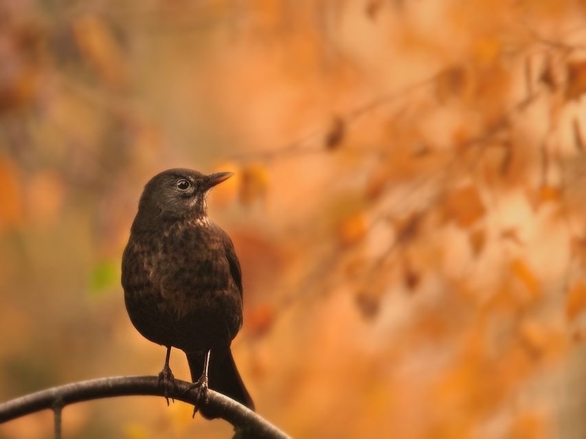 Drossel im Herbstlicht
